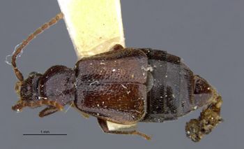 Media type: image;   Entomology 6259 Aspect: habitus dorsal view